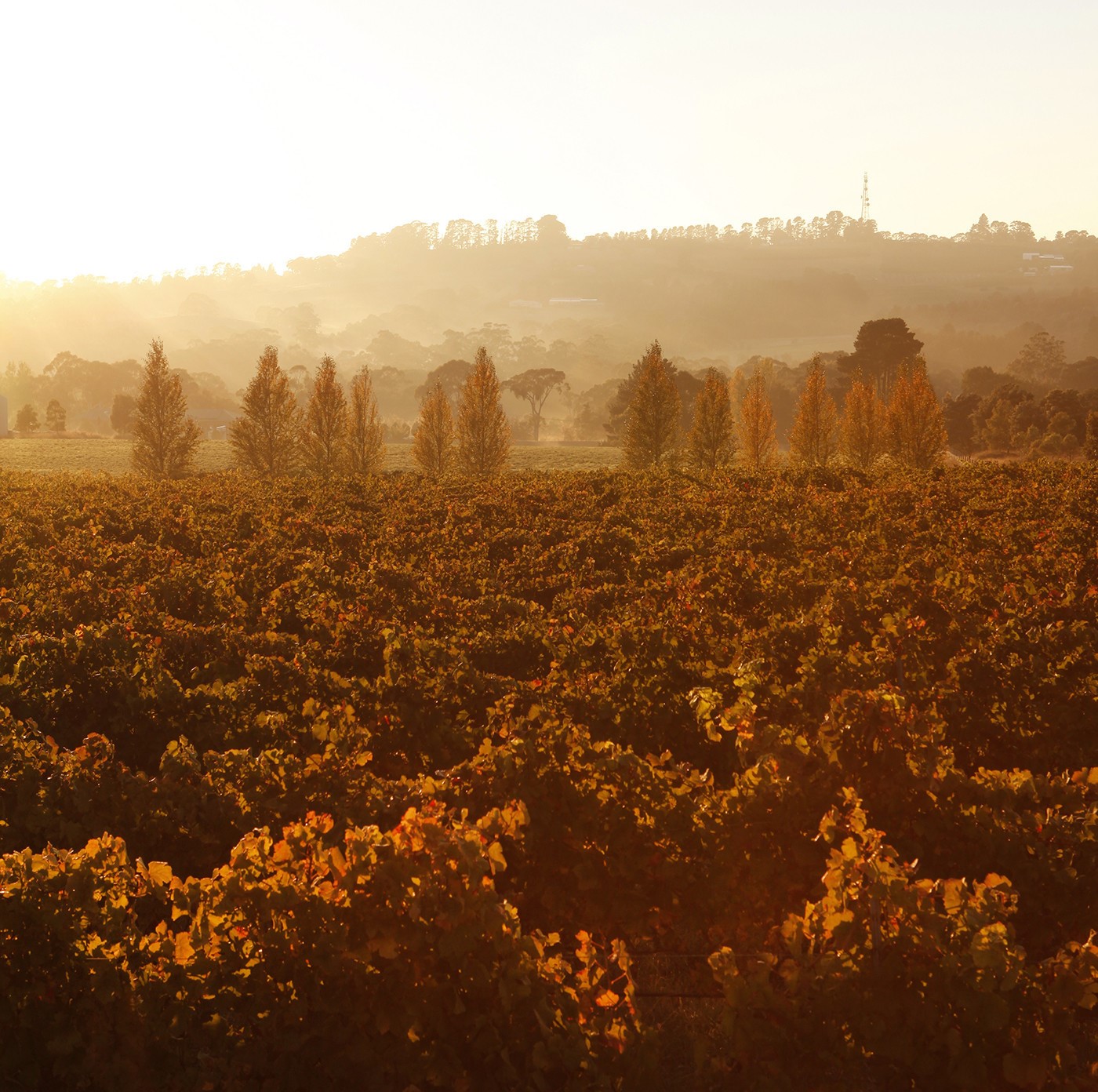 A photo at golden hour of the Orange countryside